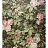 Обои Zuber Roses Anciennes ROSES-ANCIENNES-P-11