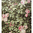 Обои Zuber Roses Anciennes ROSES-ANCIENNES-P-11