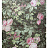 Обои Zuber Roses Anciennes ROSES-ANCIENNES-P-12