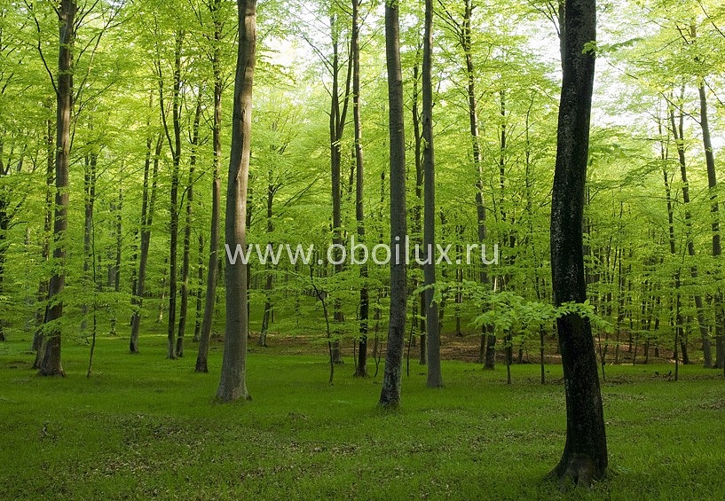 Обои Mr Perswall Photo art P021301-8