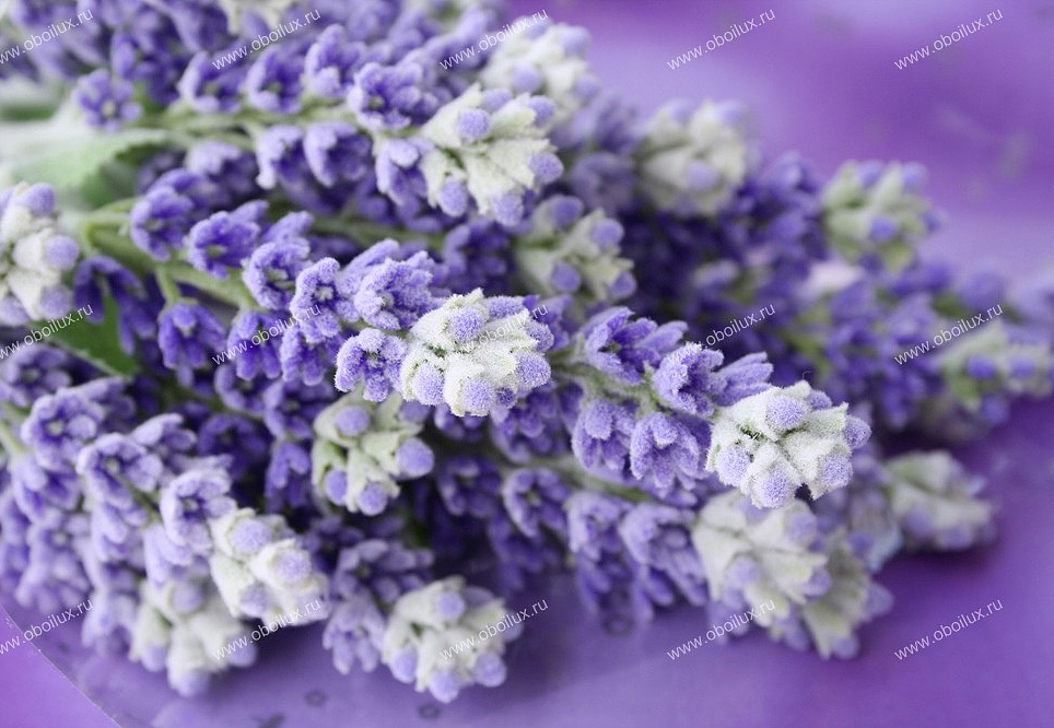 Панно и фотообои A. S. Creation XXL II 363 Lavender Bunch