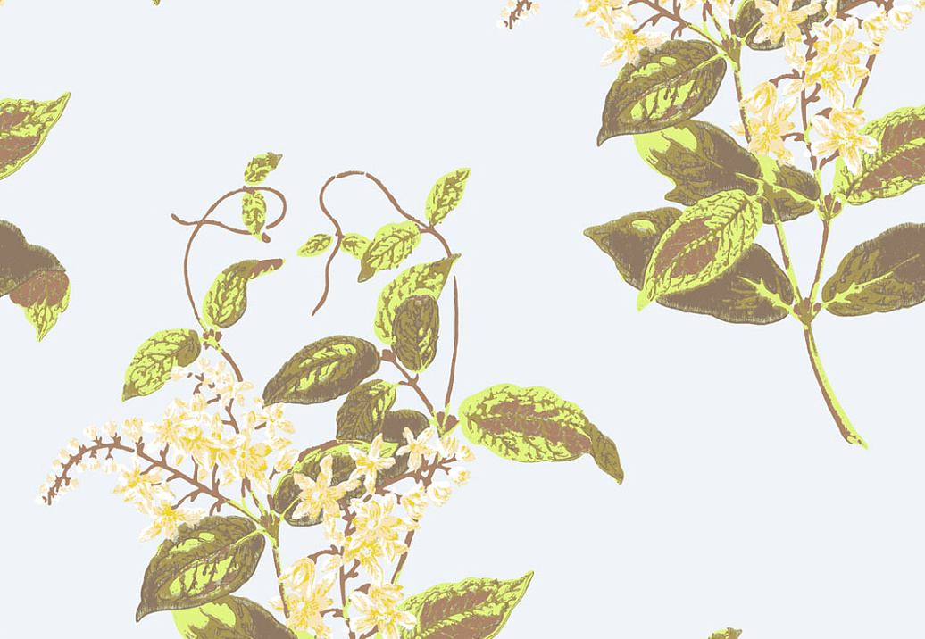 Обои Cole & Son Collection of Flowers 81/6023