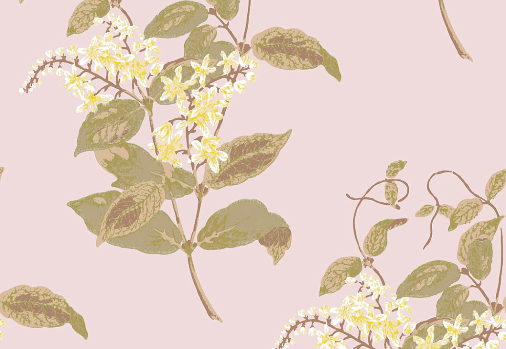 Обои Cole & Son Collection of Flowers 81/6025