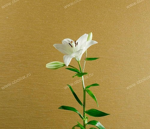 Обои Omexco Lotus LOA5001