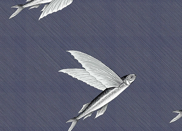 Ткань Flying Fish Interior Textiles П-3-L