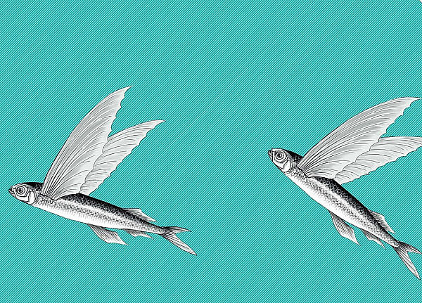 Ткань Flying Fish Interior Textiles П-2-Р