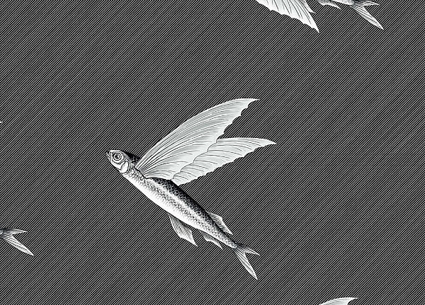 Ткань Flying Fish Interior Textiles П-1-Р