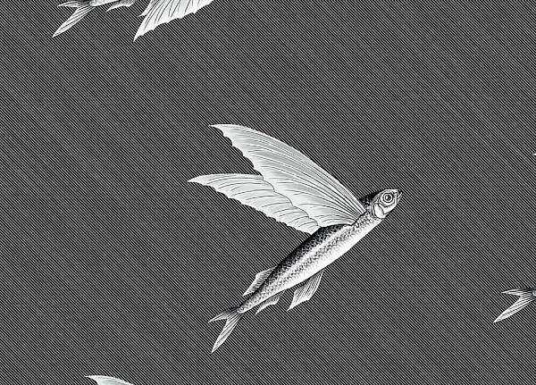 Ткань Flying Fish Interior Textiles П-1-L