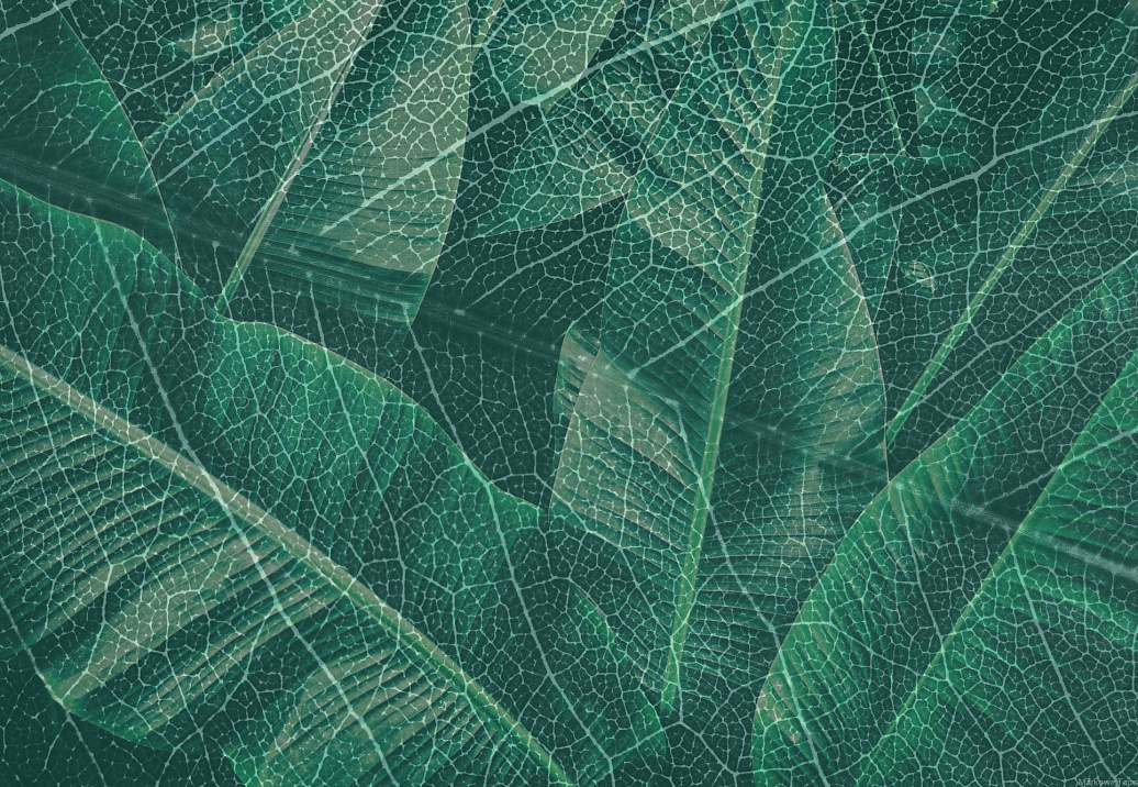 Панно и фотообои Gemini Designer murals collection KT349M-B