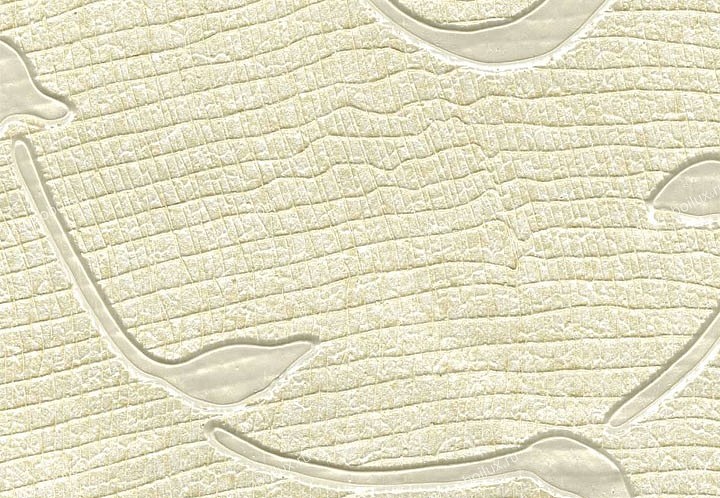 Обои Schumacher Atelier 5003391