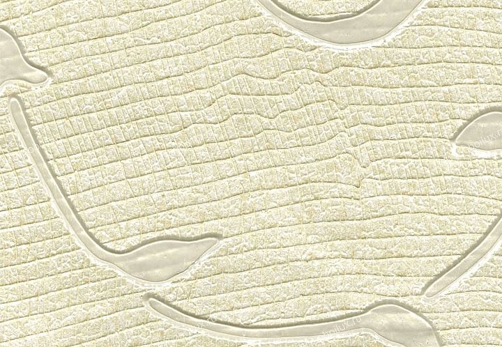 Обои Schumacher Atelier 5003391