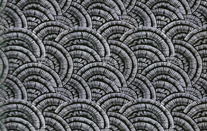 ткань Espocada, коллекция Элизиум, артикул 2769/60