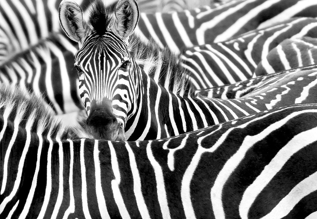 Панно и фотообои Rasch African Queen III 363609