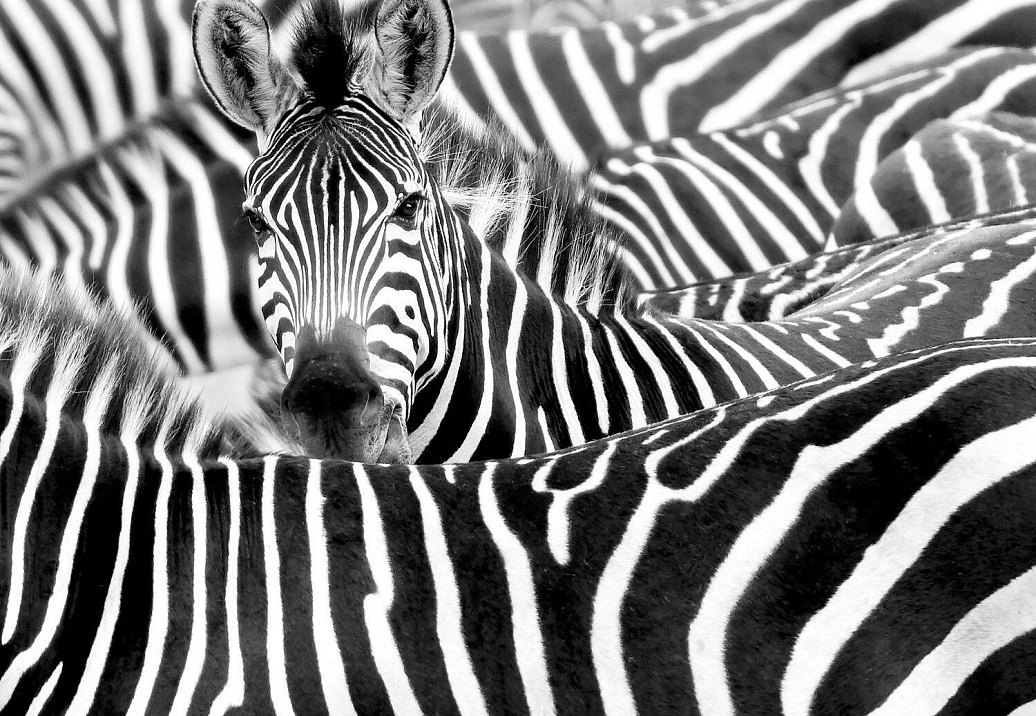 Панно и фотообои Rasch African Queen III 363616