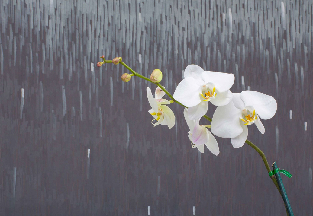 Обои Fromental Roomskins Paille/Mingus