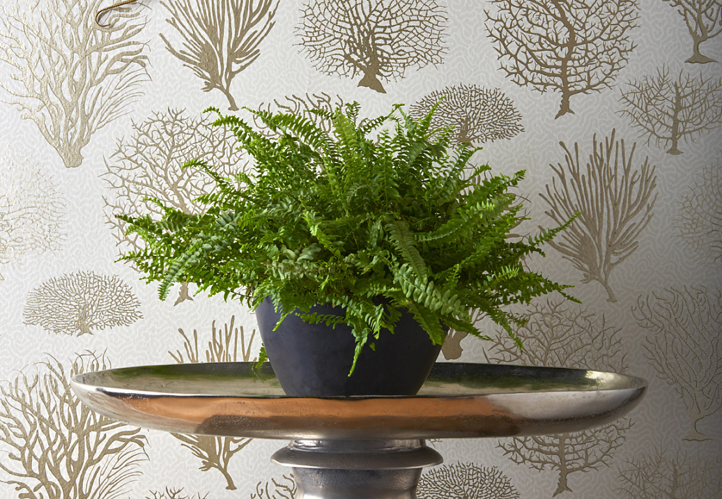 Обои Cole & Son Curio 107/2010
