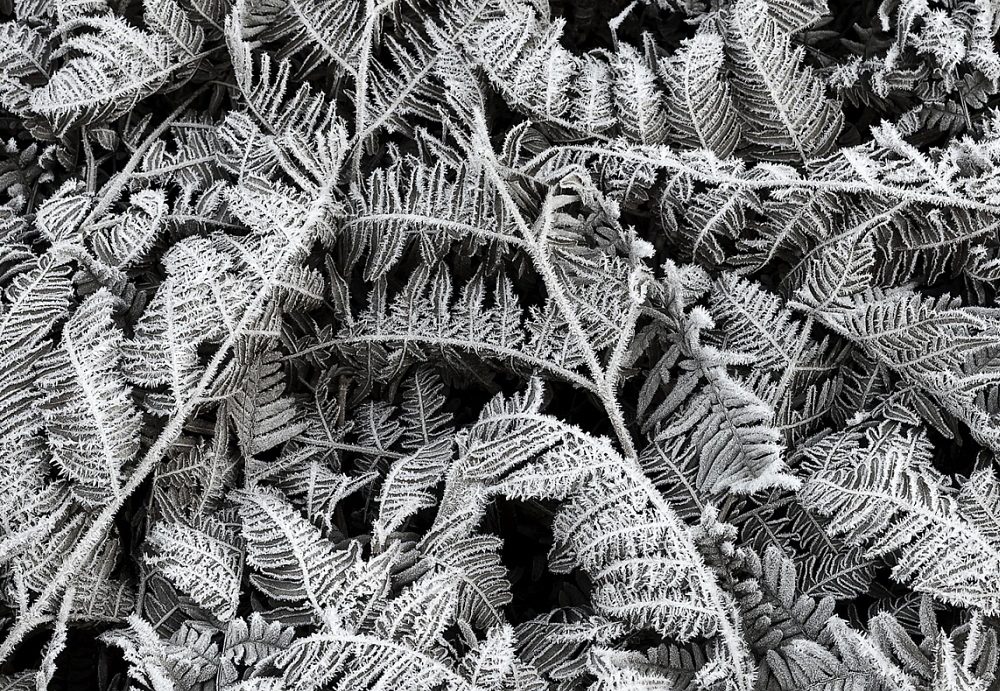 Панно и фотообои Rebel Walls No 3 Greenhouse R12941