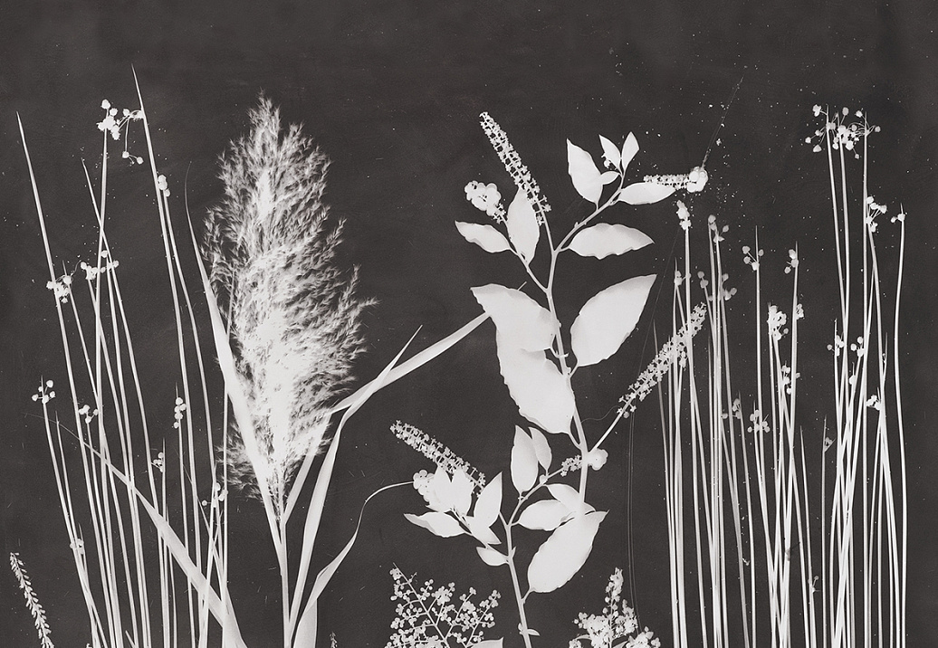 Панно и фотообои Pierre Frey Galerie FP520001