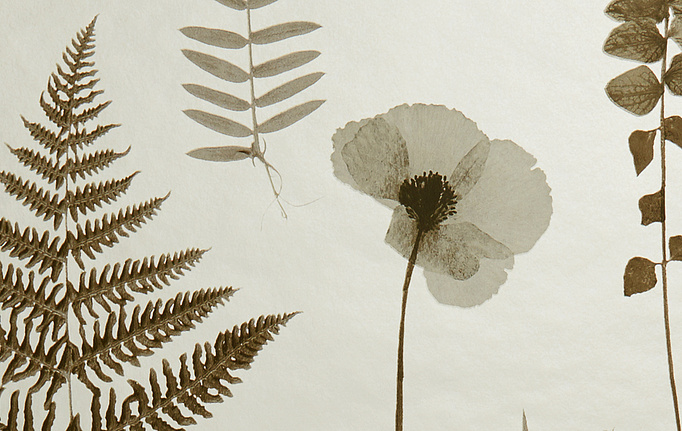 Английские обои Clarke & Clarke, коллекция Botanica, артикул W0091-02