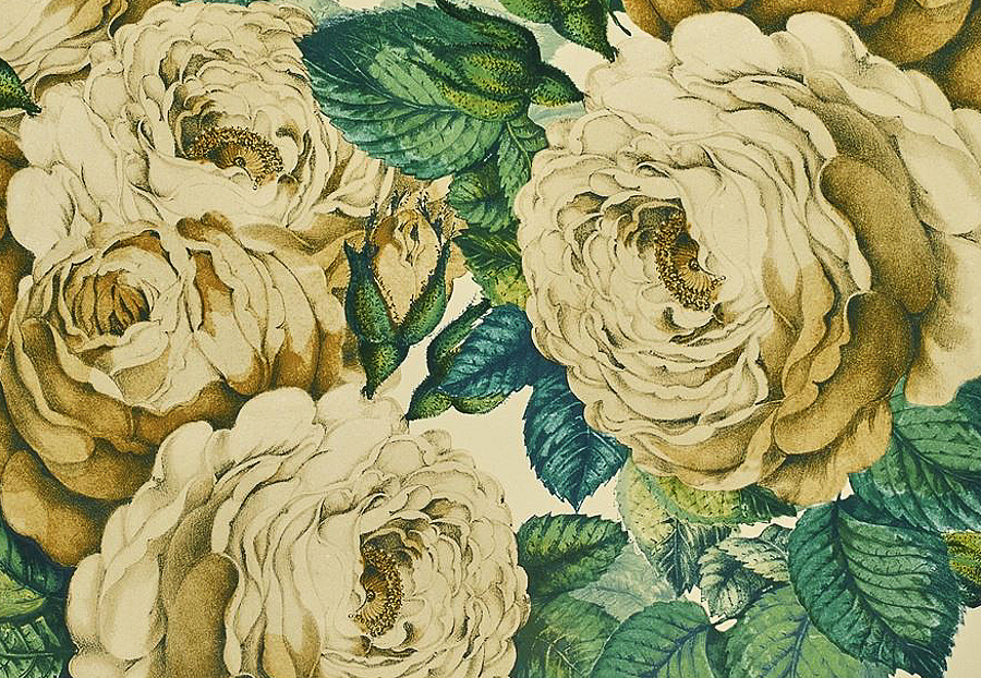 Обои Designers Guild John Derian - Picture Book PJD6002-01