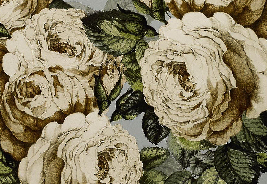Обои Designers Guild John Derian - Picture Book PJD6002-06