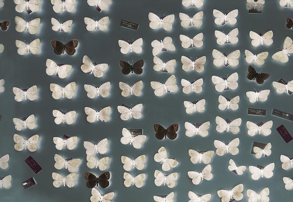 Панно и фотообои Wall & Deco Collection 2018 WDXR1802