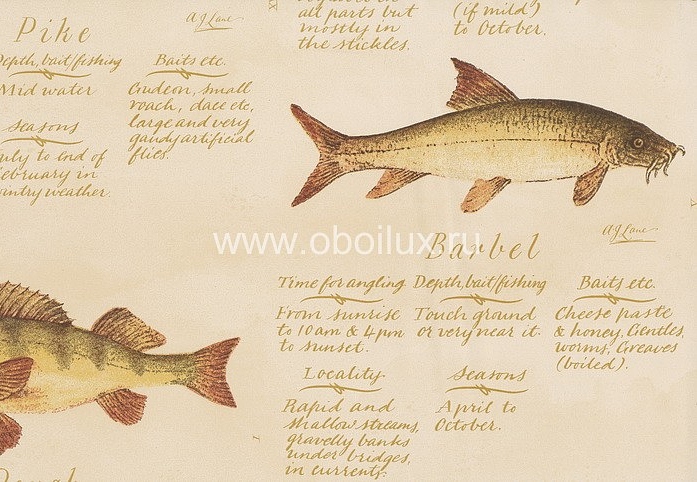 Обои Lewis & Wood Book I - Sporting & Character LW4262/European Freshwater Fish 1846