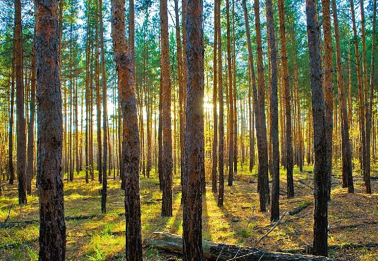 Панно и фотообои Affresco Фрески и фотообои ID10863