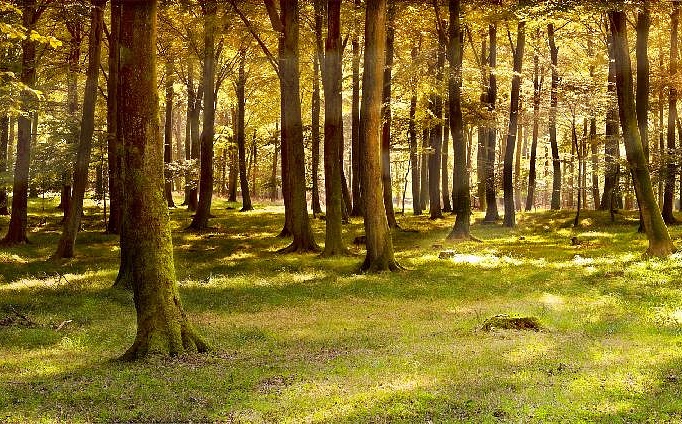 Панно и фотообои Affresco Фрески и фотообои ID10860