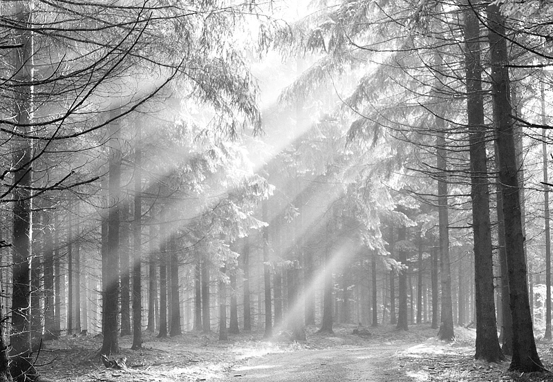 Панно и фотообои Affresco Фрески и фотообои ID12365