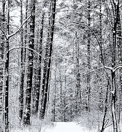 Панно и фотообои Affresco Фрески и фотообои ID13530