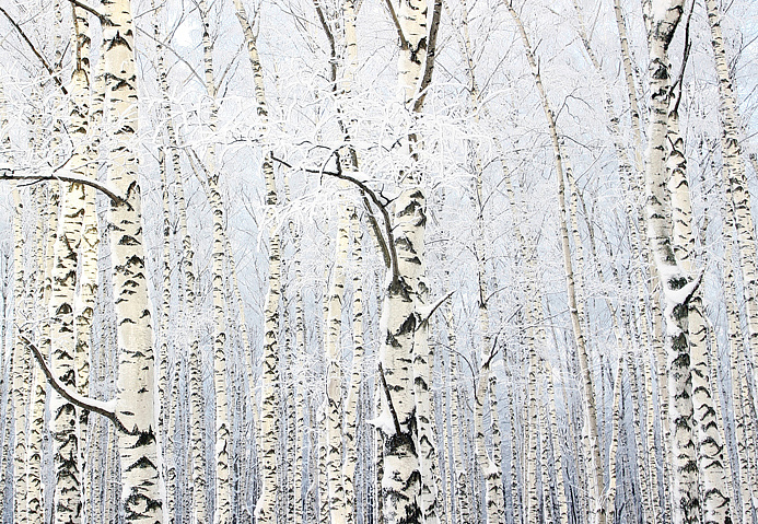 Панно и фотообои Affresco Фрески и фотообои ID13531