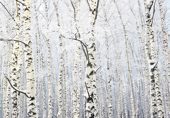 Панно и фотообои Affresco Фрески и фотообои ID13531